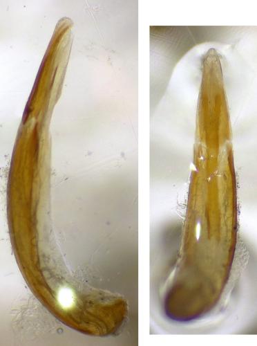 Réf. 299 311 : Nalassus ecoffeti